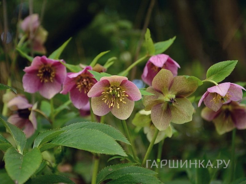 Морозник восточный