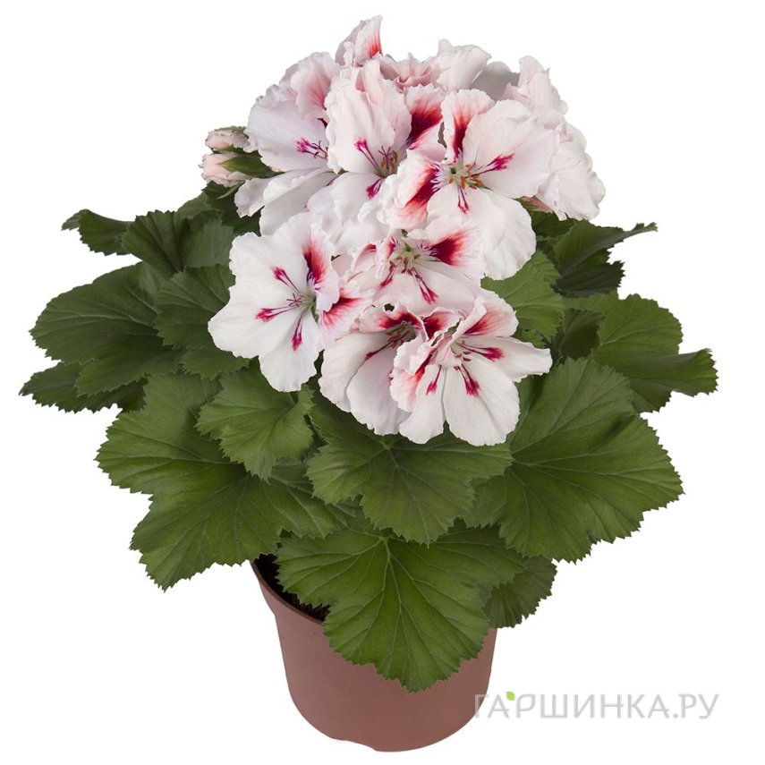 Пеларгония королевская Элеганс Френсис