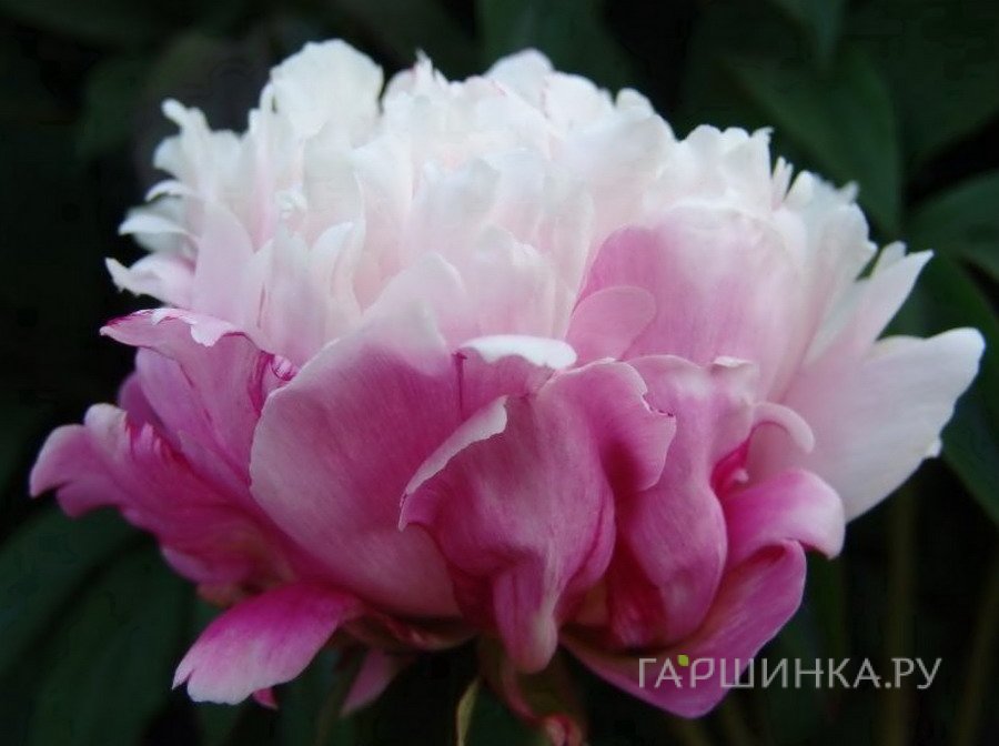 Пион Пичес энд Крим