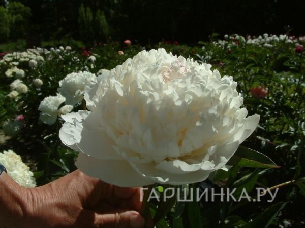 Пион Сноу Суприм
