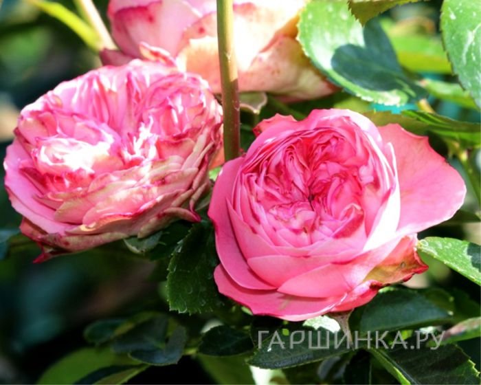 Роза Плейфул Рококо кустарниковая, Тантау