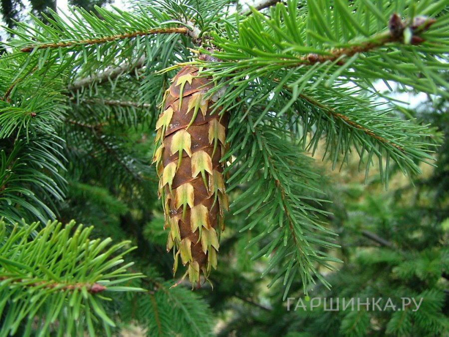 Псевдотсуга Мензис