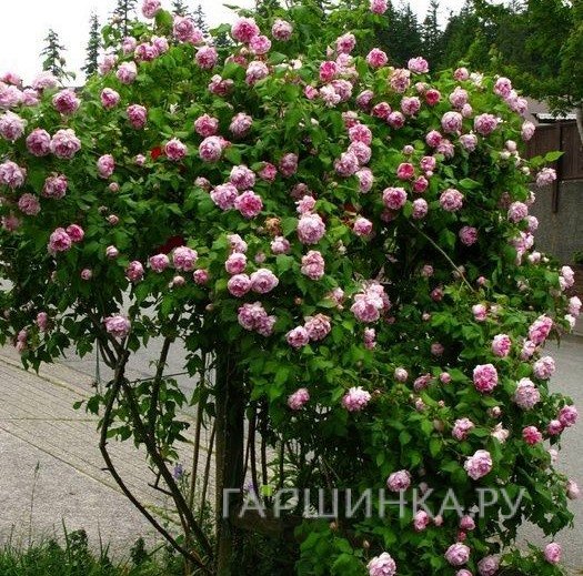 Роза Фердинанд Пичард, Гийо