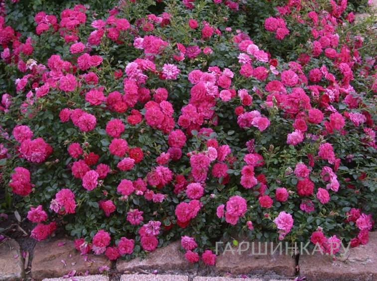Роза Книрпс почвопокровная, Кордес (лиц)