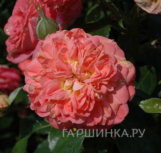 Роза Квин оф Херц флорибунда, Кордес
