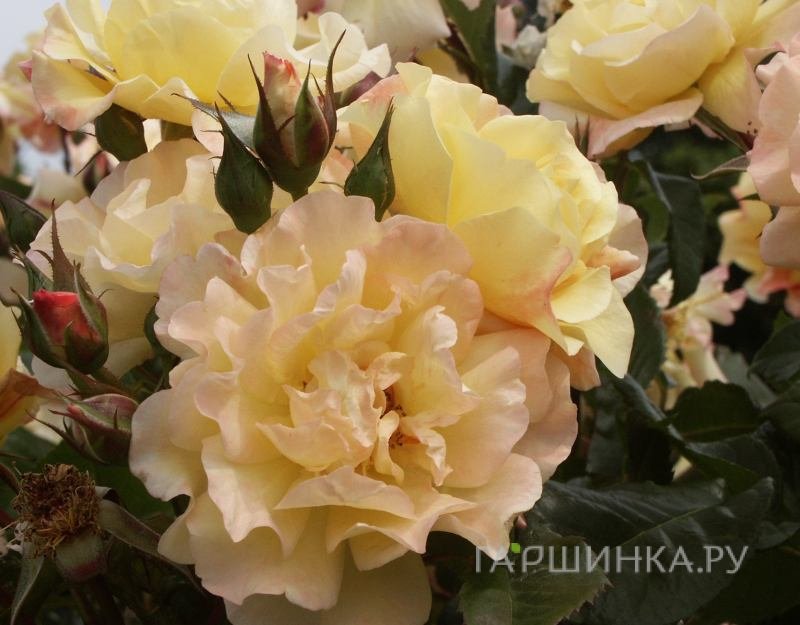Роза Кордес Мунлайт, Кордес