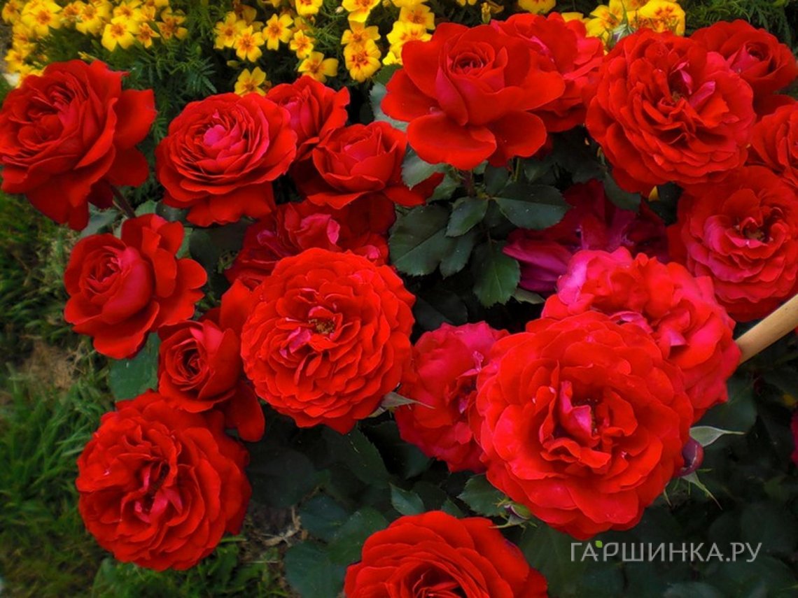 Роза Кронборг, Пулсен