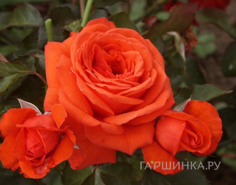 Роза Салита, Кордес