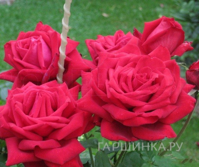 Роза Бургунд 81 чайно-гибридная, Кордес