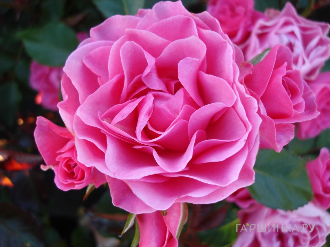 Роза Ай эм Грейтфул, Roses 4 Ever