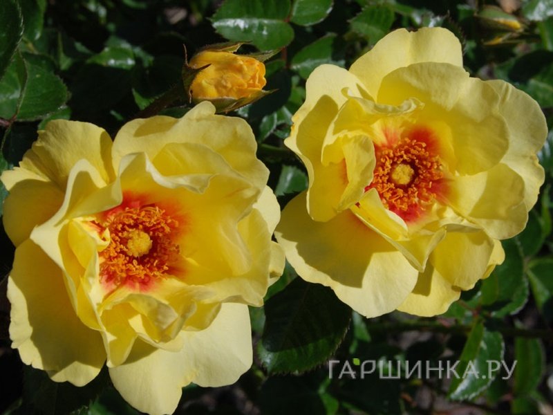 Роза Айконик Лемонад, Мейян