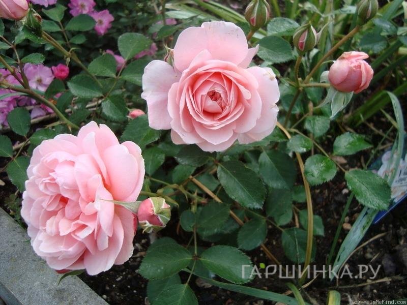 Роза Алладин Палас, Пулсен