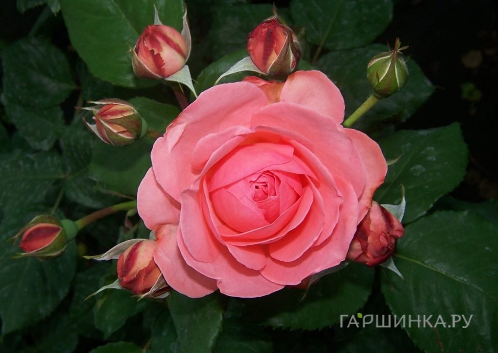 Роза Амелия Ренессанс, Пулсен
