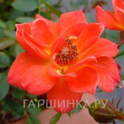 Роза Анна Форд, Харкнесс