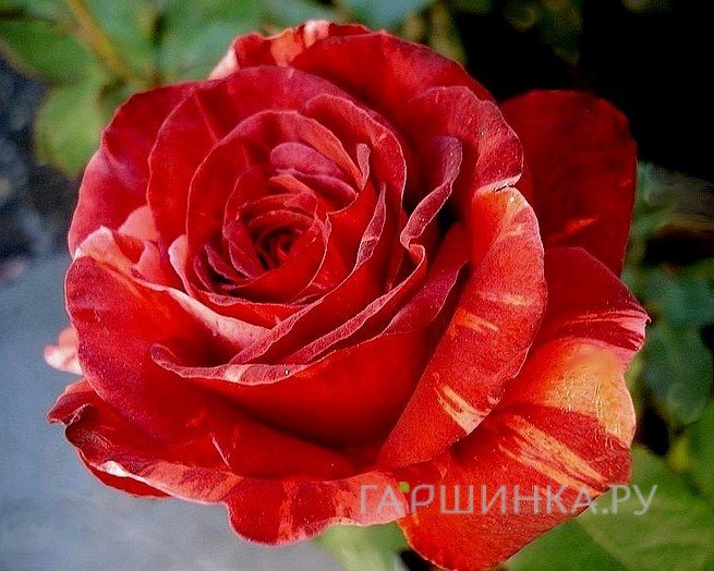 Роза Янник Ноа/Памина, Дорье