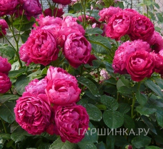 Роза Роял Бол чайно-гибридная