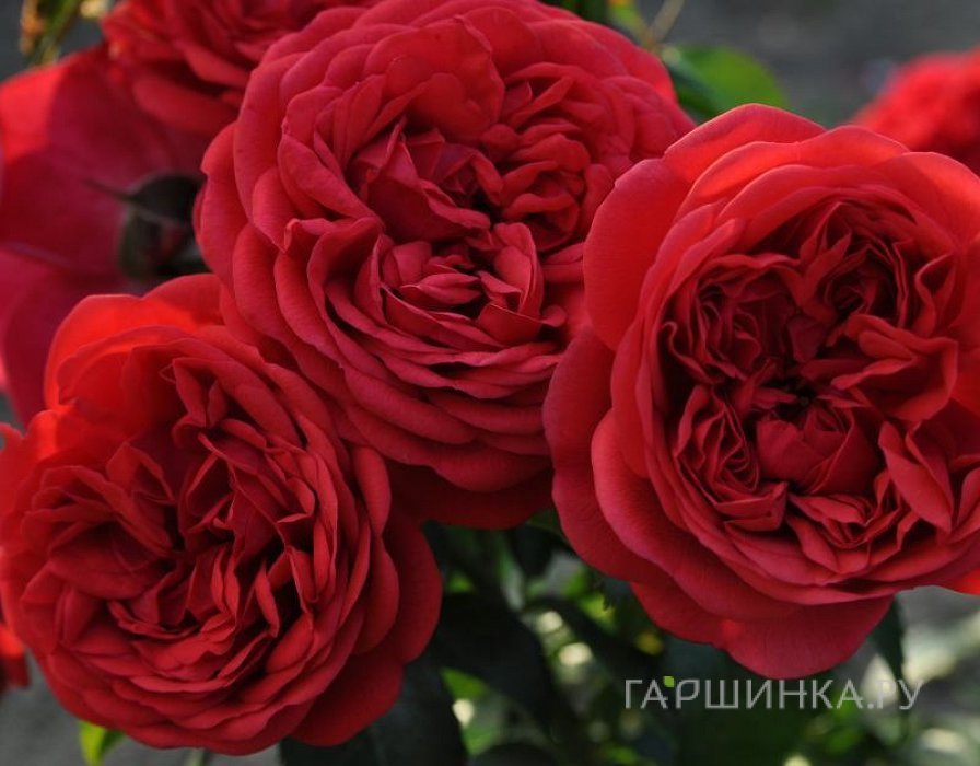 Роза Аут оф Розенхайм, Кордес