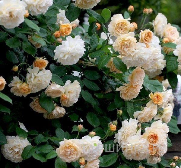 Роза Бафф Бьюти, Гийо