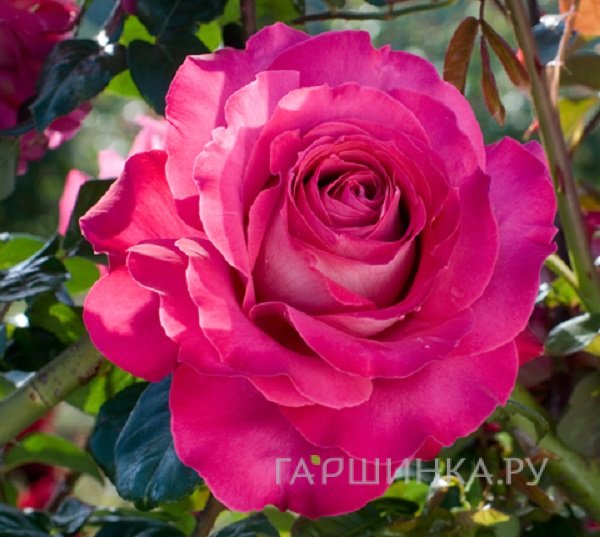Роза Барон Эдмон дэ Ротшильд, Гийо