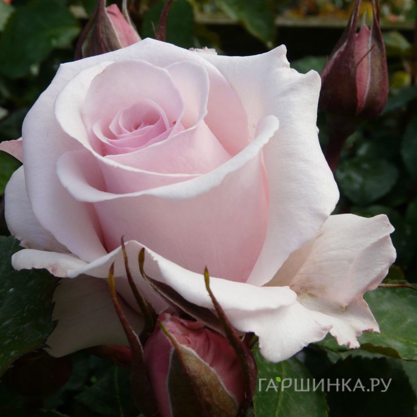 Роза Бельмонте,  Харкнесс