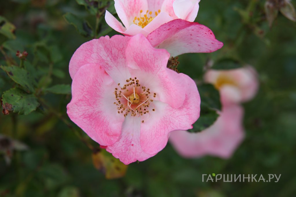 Роза Бинго Мейдилэнд, Мейян