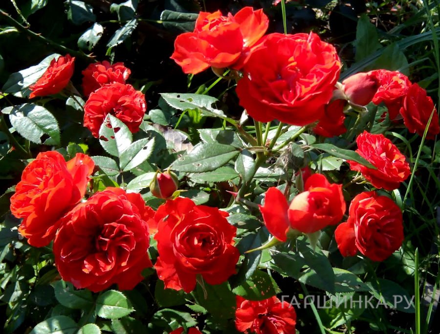 Роза Бриллиант Мейландина миниатюрная, Top Roses