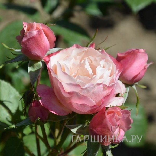 Роза Бруно Перпоинт, Гийо