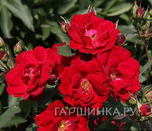 Роза Чамплейн, Викс