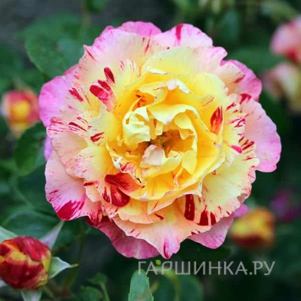 Роза Делстрикол, Ворнер