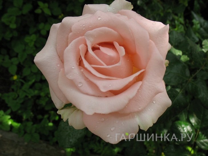 Роза Дезире чайно-гибридная