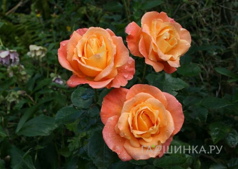 Роза Джем и Иерусалим, Фрайер
