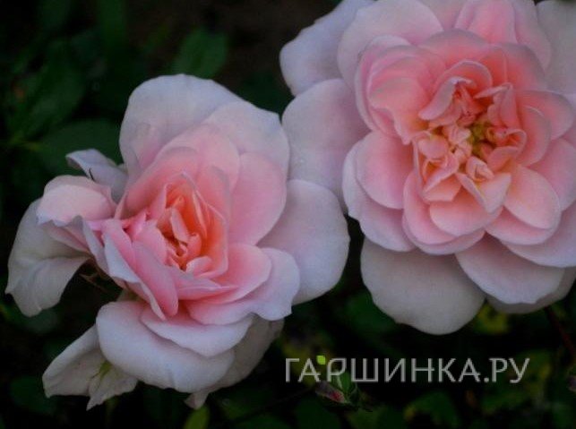 Роза Джентл Кавер, Пулсен