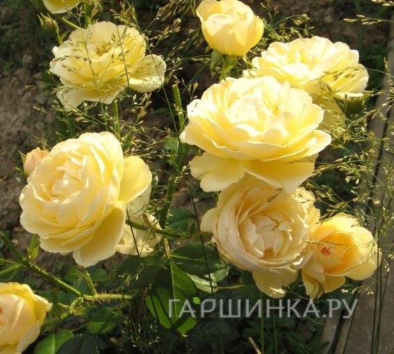 Роза Джин Тирни, Гийо