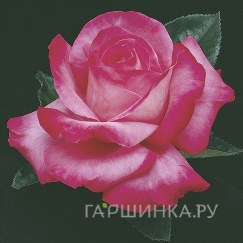 Роза Элизабет Тейлор, Викс