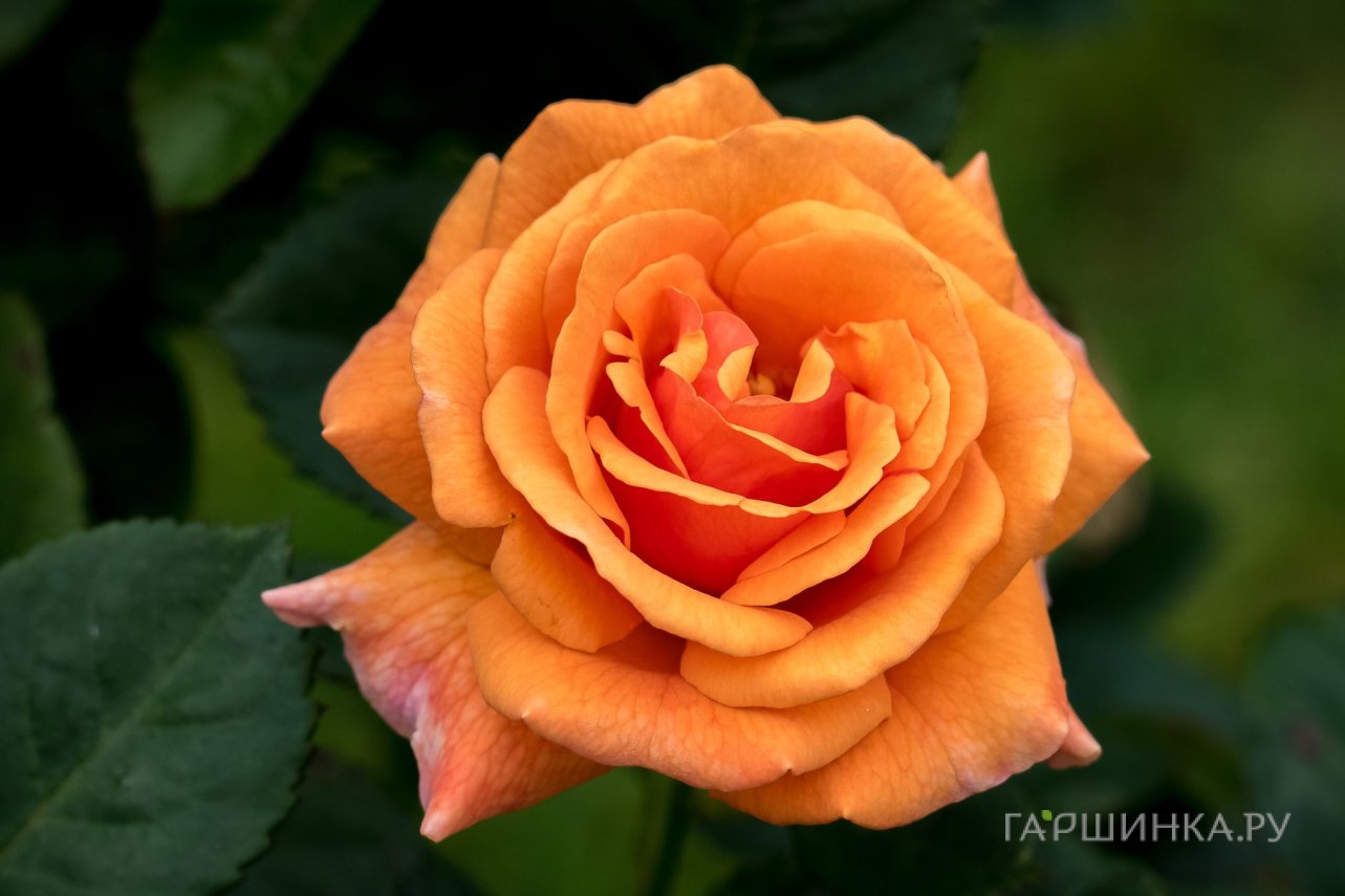Роза Эрз флорибунда, Imperial Rose