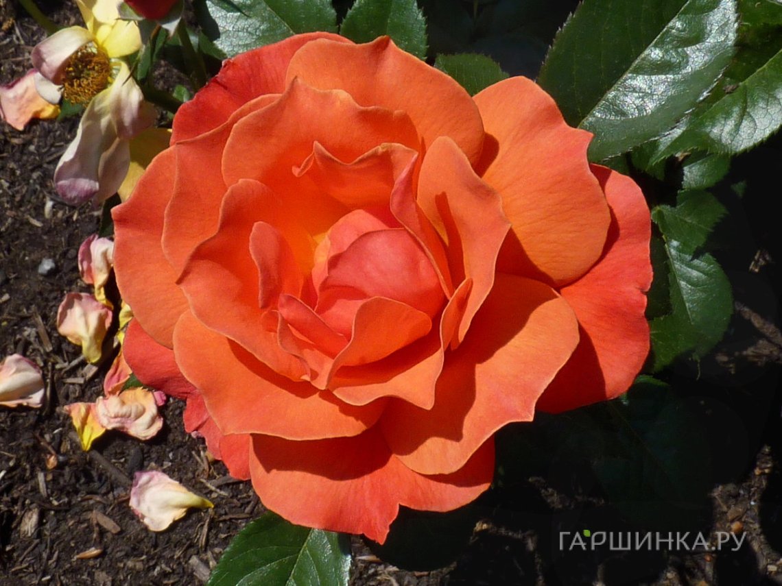 Роза Феллоушип, Харкнесс