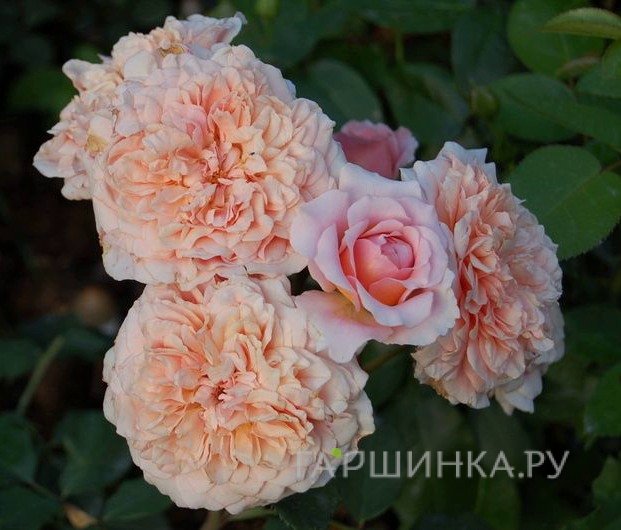 Роза Фестиваль Де Жардан Де Шомон, Гийо