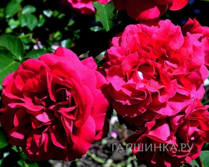 Роза Фетцер Сира Роуз (Мадригал), Харкнесс
