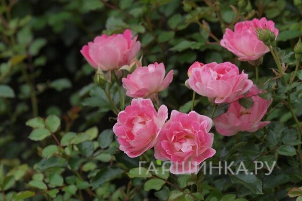Роза Флирт 2011 мини, Топалович