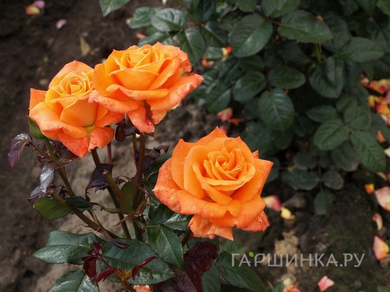 Роза Флора Даника, Пулсен