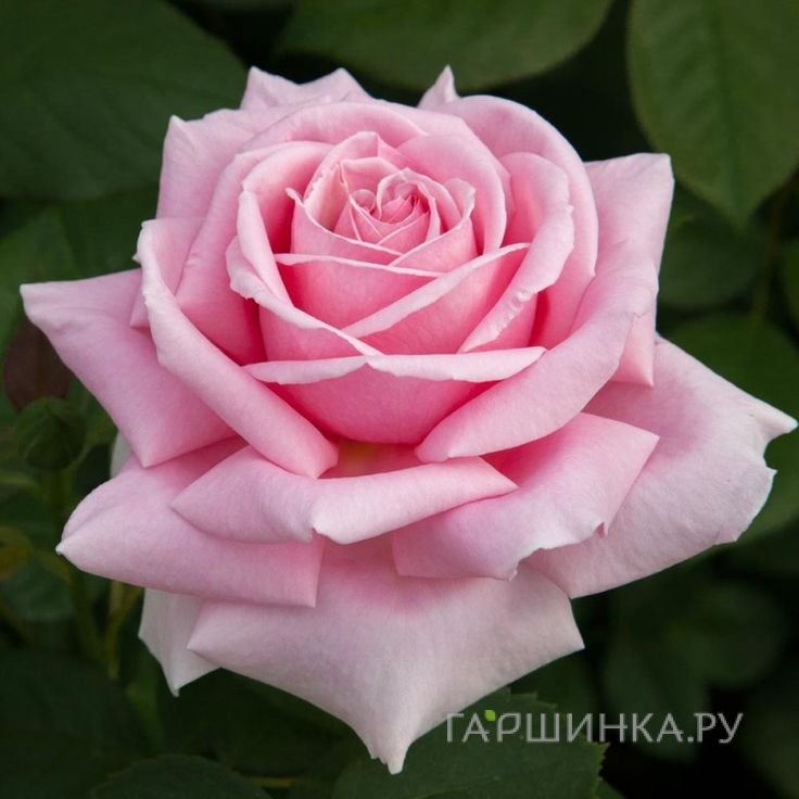 Роза Фредерик Мистраль, Мейян (лиц)
