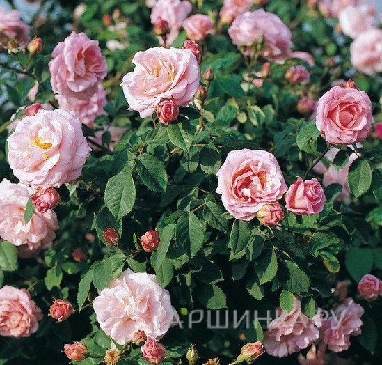 Роза Фриц Нобис, Кордес