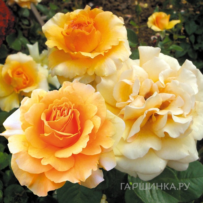 Роза Гарденс Глори, Ворнер