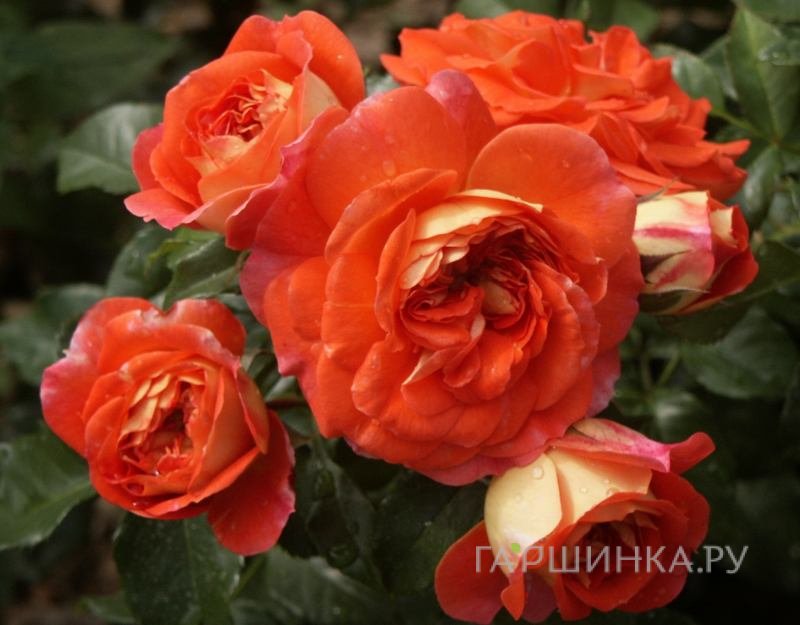 Роза Гебрюдер Гримм/Джоли Тамбур флорибунда, Кордес