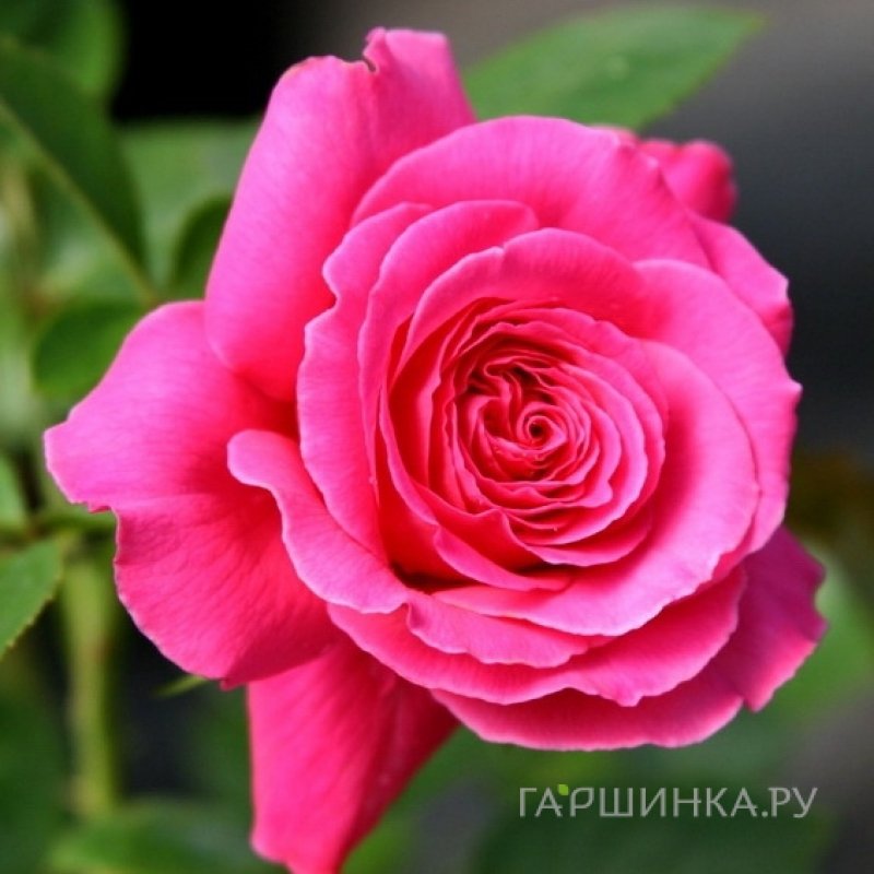 Роза Гемма, Харкнесс
