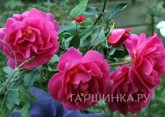 Роза Генерейшн Жардин, Дельбар