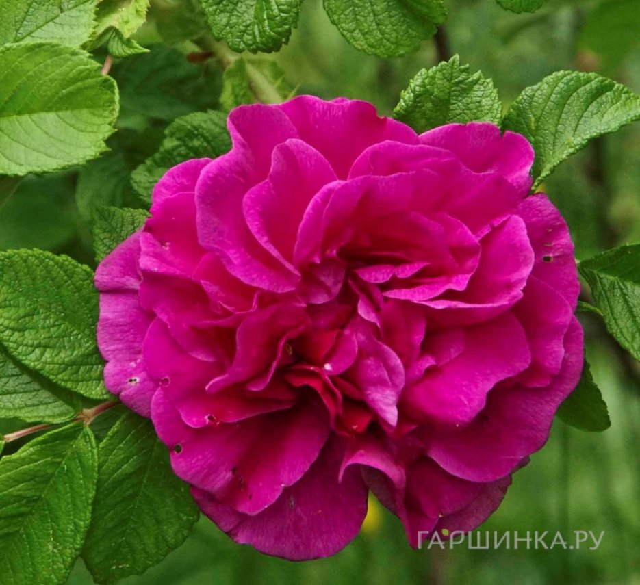 Роза Ханса