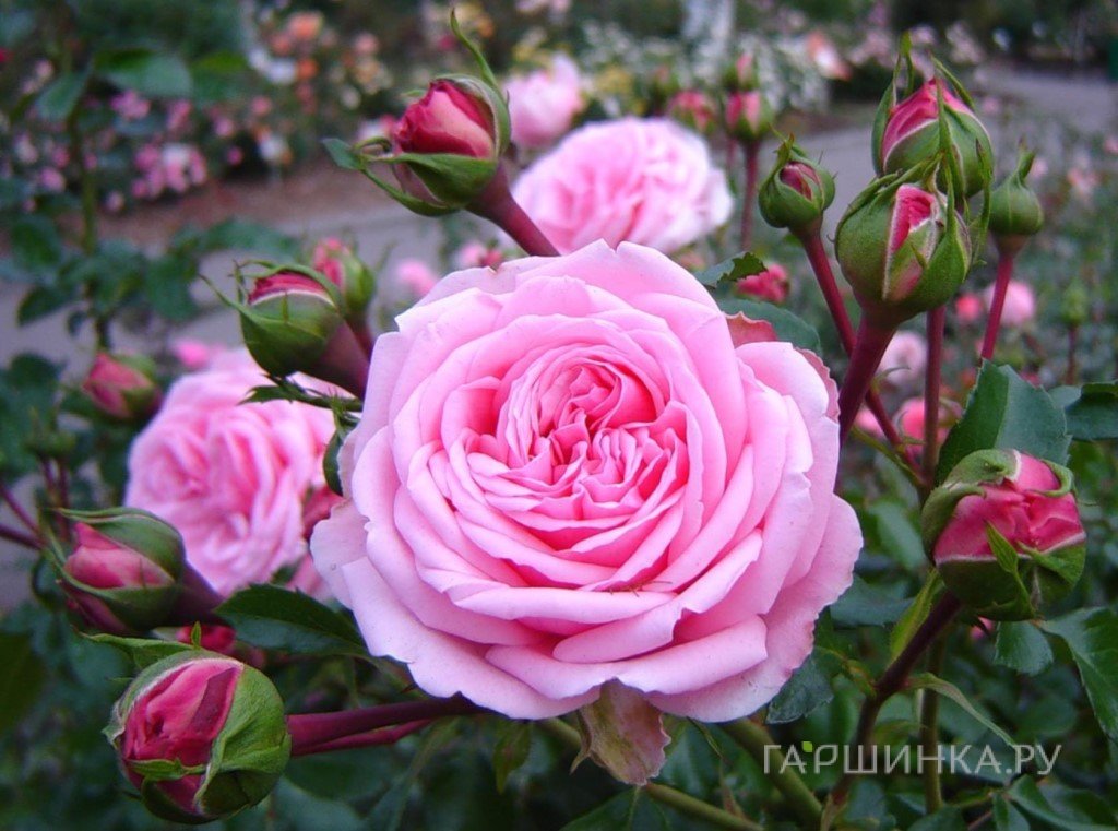 Роза Хоум энд Гарден, Кордес