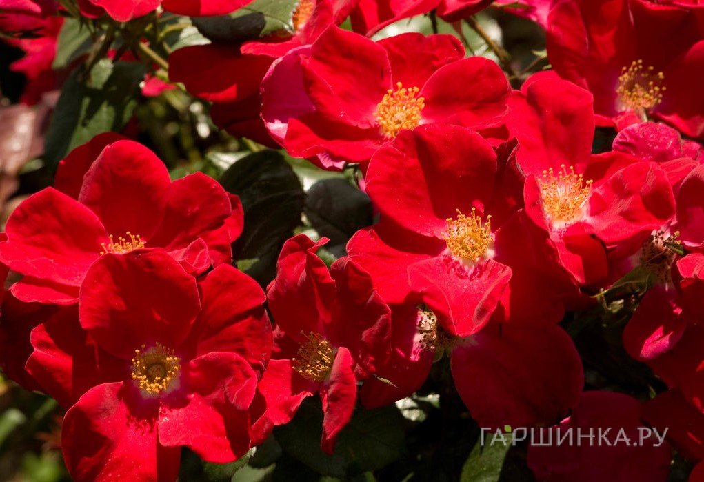 Роза Хоум Ран, Викс