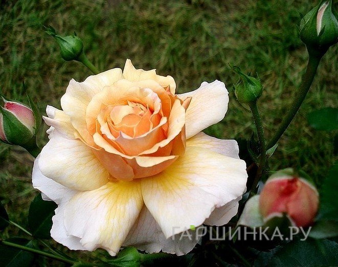 Роза Иерихон, Дорье